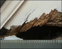Squirrel damage in Cincinnati OH